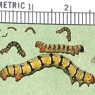 thumbnail for publication: Snowbush spanworm (larva), white-tipped black (adult), Melanchroia chephise (Stoll) (Insecta: Lepidoptera; Geometridae: Melanchroia)